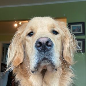 Meet your Posher, Fiona